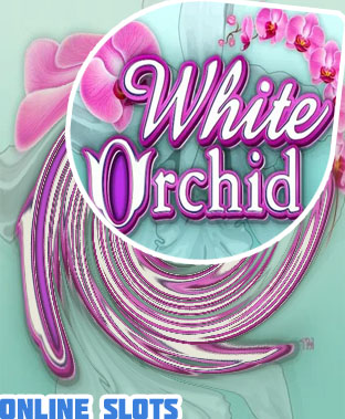 White orchid slots real money